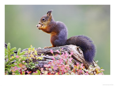 Red Squirrel, Adult On Fallen Log Eating A Hazelnut, Norway by Mark Hamblin Pricing Limited Edition Print image