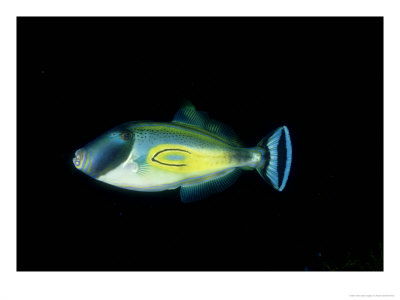 Horseshoe Leatherjacket, Kangaroo Island, Australia by Karen Gowlett-Holmes Pricing Limited Edition Print image