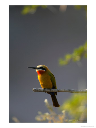 Whitefronted Bee-Eater, Perched On A Branch, Mashatu Game Reserve, Botswana by Roger De La Harpe Pricing Limited Edition Print image
