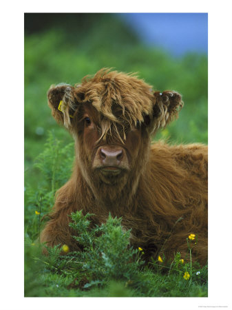 Highland Cow by Mark Hamblin Pricing Limited Edition Print image
