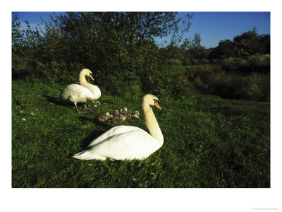 Mute Swan by Mark Hamblin Pricing Limited Edition Print image