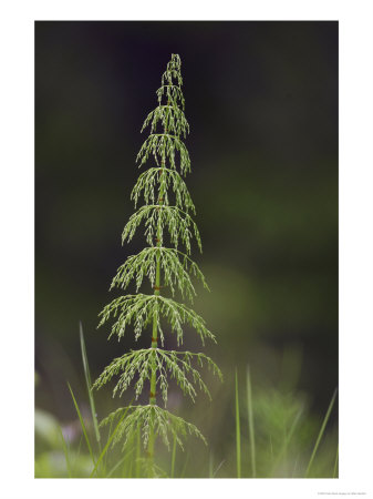 Giant Horsetail, Norway by Mark Hamblin Pricing Limited Edition Print image