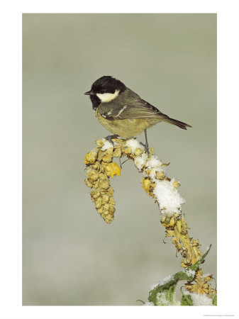 Coal Tit, Adult Perched On Mullein In Winter, Scotland, Uk by Mark Hamblin Pricing Limited Edition Print image