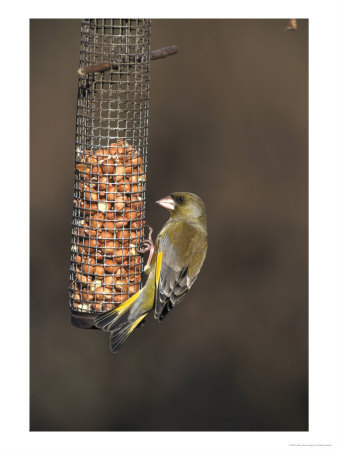 Greenfinch, Male Feeding On Peanutfeeder, Uk by Mark Hamblin Pricing Limited Edition Print image