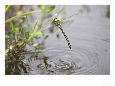 Golden Ringed Dragonfly, Female In Flight Ovipositing, Scotland by Mark Hamblin Pricing Limited Edition Print image