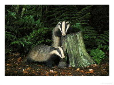 Badger, Cubs On And Around Tree Stump, Uk by Mark Hamblin Pricing Limited Edition Print image