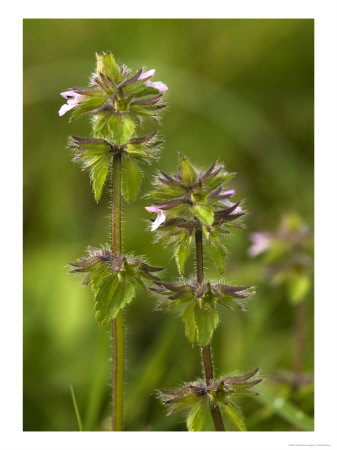 Field Woundwort, Stachys Arvensis by Bob Gibbons Pricing Limited Edition Print image