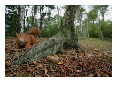 Red Squirrel, Searching, Lancashire, Uk by Elliott Neep Pricing Limited Edition Print image
