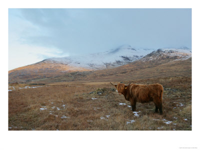 Highland Cattle, Isle Of Mull, Uk by Elliott Neep Pricing Limited Edition Print image