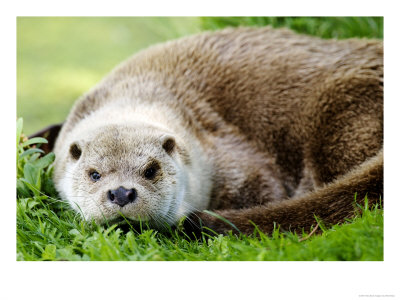 Otter, Close Up Of Female Otter In Grass, Earsham, Uk by Elliott Neep Pricing Limited Edition Print image