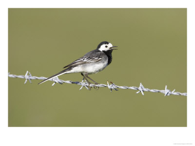 Pied Wagtail, Adult Perched On Barbed Wire, Scotland by Mark Hamblin Pricing Limited Edition Print image