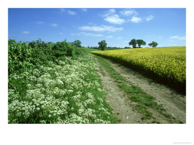 Farmland Habitat, Cow Parsley, England (May) by Mark Hamblin Pricing Limited Edition Print image