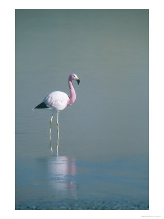 Andean Flamingo, Summer Feeding Ground, Lake Hedionda, Bolivia by Mark Jones Pricing Limited Edition Print image