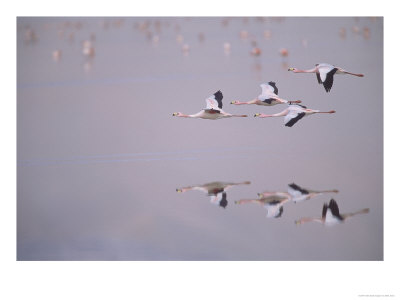 Jamess Flamingo In Flight, Laguna Colorada, Bolivia by Mark Jones Pricing Limited Edition Print image