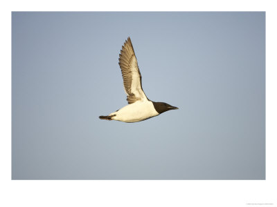 Guillemot, Adult In Summer Plumage In Flight, Iceland by Mark Hamblin Pricing Limited Edition Print image