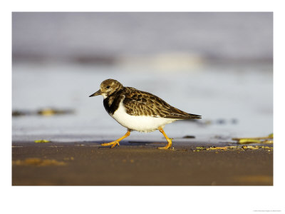 Turnstone, Adult Running Along Tide Line Of Beach, Uk by Mark Hamblin Pricing Limited Edition Print image