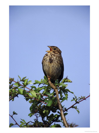 Corn Bunting by Mark Hamblin Pricing Limited Edition Print image