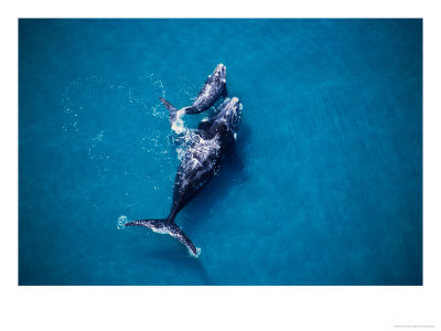 Southern Right Whale, Mother And Calf by Gerard Soury Pricing Limited Edition Print image