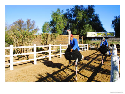 Ostrich Racing, Safari Ostrich Farm, Western Cape, South Africa by Roger De La Harpe Pricing Limited Edition Print image