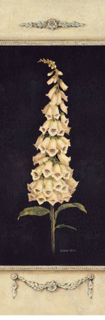 Ornamental Foxglove by Kathryn White Pricing Limited Edition Print image
