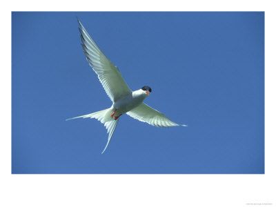 Arctic Tern, Sterna Paradisaea In Flight Against Blue Sky Farnes, Uk by Mark Hamblin Pricing Limited Edition Print image
