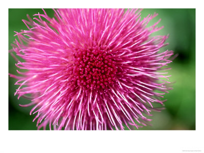 Melancholy Thistle, Cirsium Heleniodes Close-Up Of Flower Highlands, Scotland by Mark Hamblin Pricing Limited Edition Print image