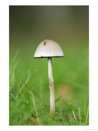 Panaeolus Semiovatus In Grass, Scotland by Elliott Neep Pricing Limited Edition Print image