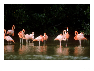 Caribbean Flamingo, Group, Mexico by Patricio Robles Gil Pricing Limited Edition Print image