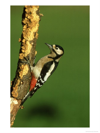 Great Spotted Woodpecker, Portrait by Mark Hamblin Pricing Limited Edition Print image