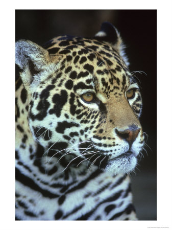 Jaguar, Panthera Onca, Endangered, Mexico by Brian Kenney Pricing Limited Edition Print image