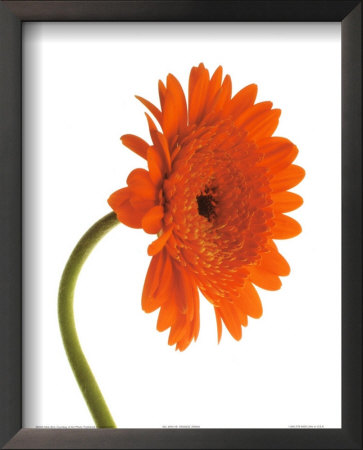 Orange Zinnia by Michael Bird Pricing Limited Edition Print image