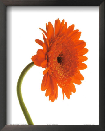 Orange Zinnia by Michael Bird Pricing Limited Edition Print image