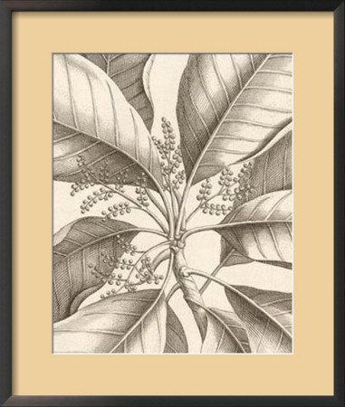 Tropical Connection Ii by Louis Van Houtte Pricing Limited Edition Print image