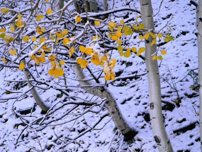 Snow On Aspen, Mt. Sneffels Wildnerness, San Juan National Forest, Colorado, Usa by Greg Gawlowski Pricing Limited Edition Print image