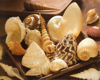 Sea Shells by Jean-Michel Labat Pricing Limited Edition Print image
