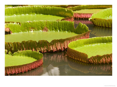 Amazon Water Lilies, Thailand by Gavriel Jecan Pricing Limited Edition Print image