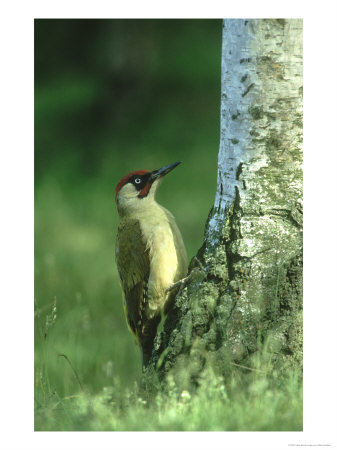 Green Woodpecker Male At Base Of Silver Birch, North Yorks by Mark Hamblin Pricing Limited Edition Print image