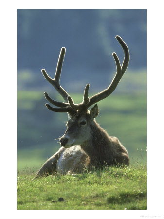 Red Deer, Adult In Velvet, Speyside by Mark Hamblin Pricing Limited Edition Print image