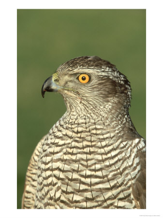 Goshawk, Accipiter Gentilis Close-Up Portrait Of Female by Mark Hamblin Pricing Limited Edition Print image