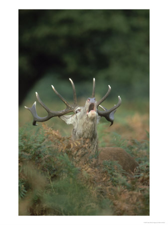 Red Deer, Stag Roaring Amongst Bracken, Uk by Mark Hamblin Pricing Limited Edition Print image