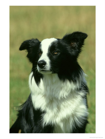 Border Collie, Nine Month-Old Dog Portrait by Mark Hamblin Pricing Limited Edition Print image