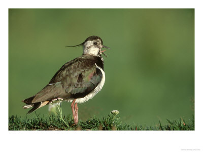 Lapwing, Adult On Grassy Hummock Scotland, Uk by Mark Hamblin Pricing Limited Edition Print image