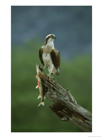 Osprey, Pandion Haliaetus Male Perched With Fish Highlands, Scotland by Mark Hamblin Pricing Limited Edition Print image