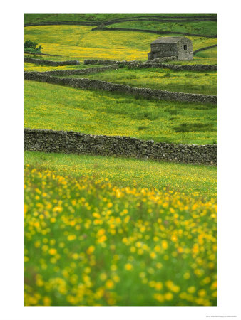 Buttercups, Dry Stone Walls & Field Barn by Mark Hamblin Pricing Limited Edition Print image