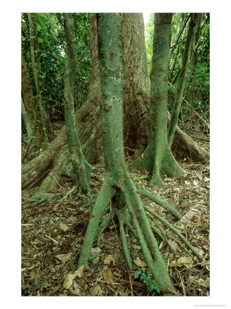 Nandai Tree, Vanuatu Island, South Pacific by Patricio Robles Gil Pricing Limited Edition Print image