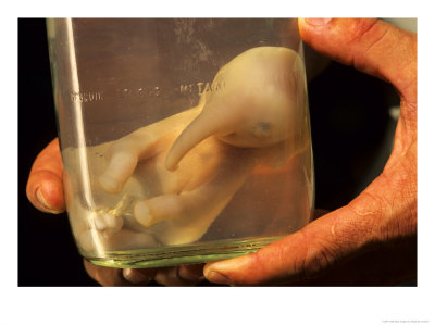 African Elephant Embryo Preserved In Bottle, South Africa by Roger De La Harpe Pricing Limited Edition Print image