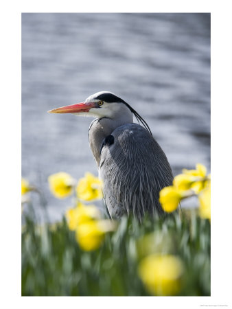 Grey Heron In Daffodils, London, Uk by Elliott Neep Pricing Limited Edition Print image