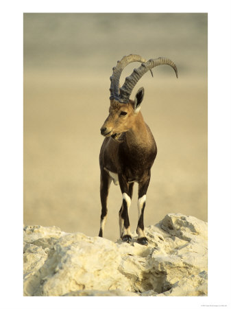 Nubian Ibex, Bahrain by Mike Hill Pricing Limited Edition Print image