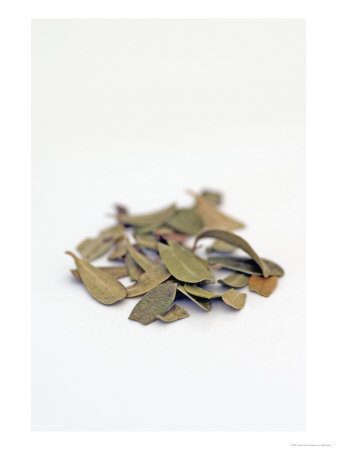 Arctostaphylos Uva-Ursi, Dried Bearberry Leaves by Geoff Kidd Pricing Limited Edition Print image