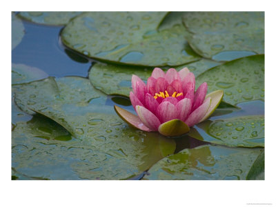 Water Lily In The Japanese Gardens, Washington Arboretum, Seattle, Washington, Usa by Darrell Gulin Pricing Limited Edition Print image